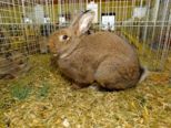 kaninchen_135.jpg