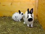 kaninchen_141.jpg