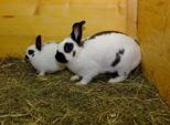 kaninchen_145.jpg