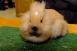 kaninchen_160.jpg
