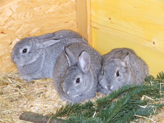 kaninchen_100.jpg