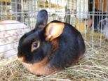 kaninchen_040.jpg