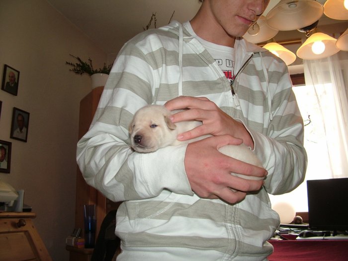 labrador_011.jpg