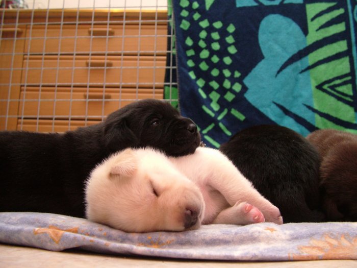 labrador_017.jpg