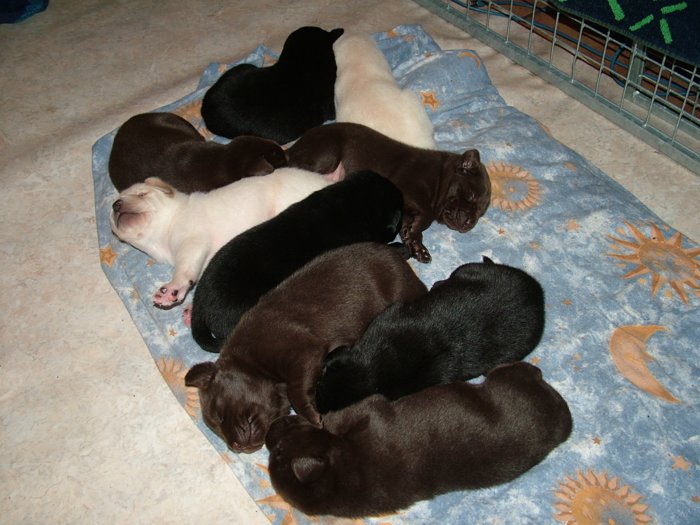 labrador_028.jpg