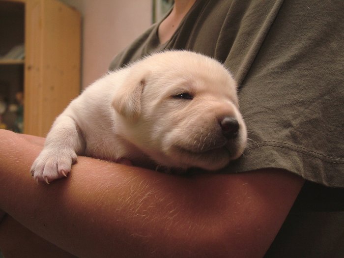 labrador_062.jpg