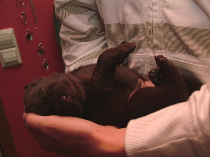 labrador_067.jpg