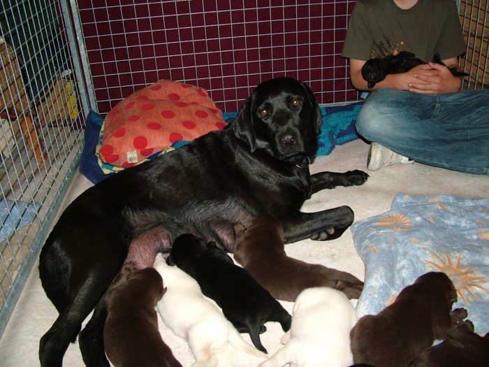 labrador_092.jpg