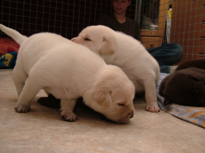 labrador_101.jpg