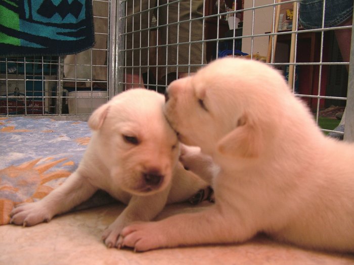 labrador_105.jpg