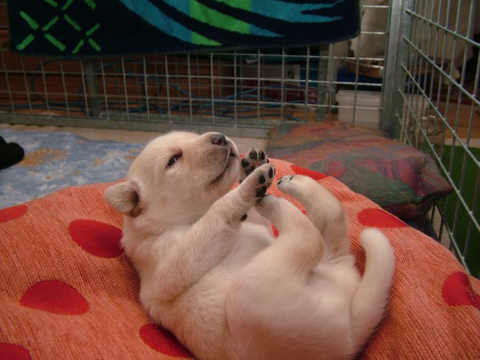 labrador_113.jpg