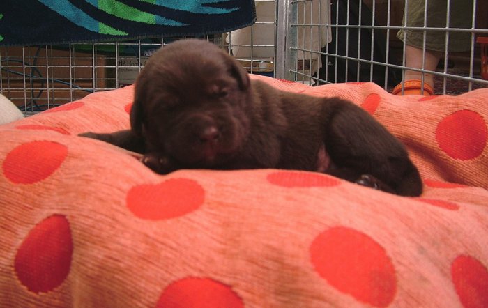 labrador_122.jpg