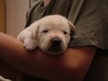 labrador_063.jpg