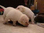 labrador_101.jpg