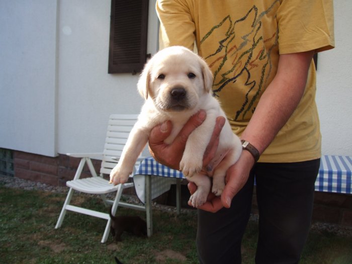 labrador036.jpg