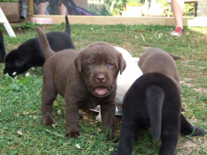 labrador040.jpg