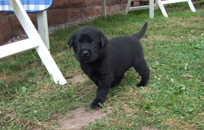 labrador056.jpg
