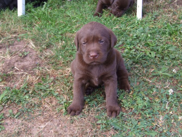 labrador065.jpg
