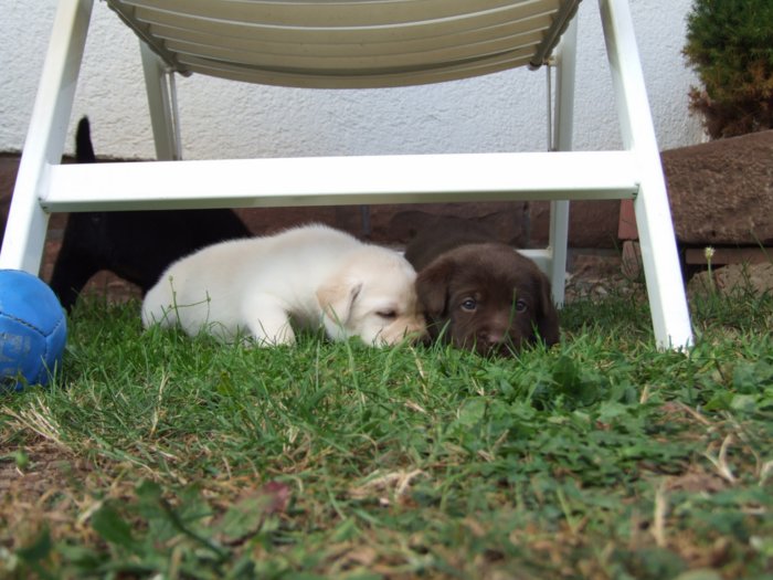 labrador068.jpg