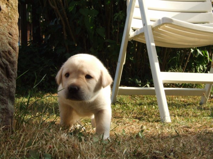 labrador075.jpg