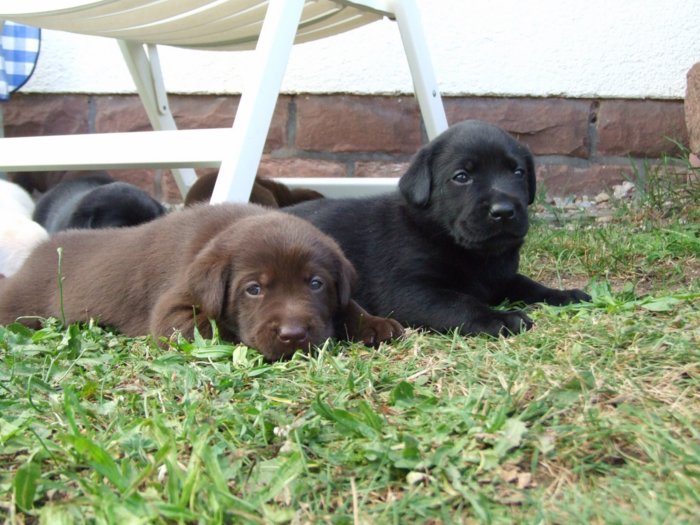 labrador082.jpg