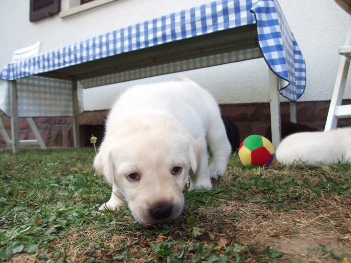 labrador095.jpg