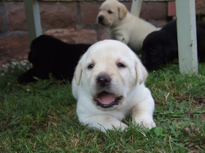 labrador109.jpg