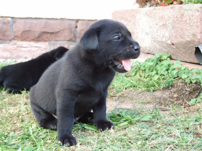 labrador155.jpg