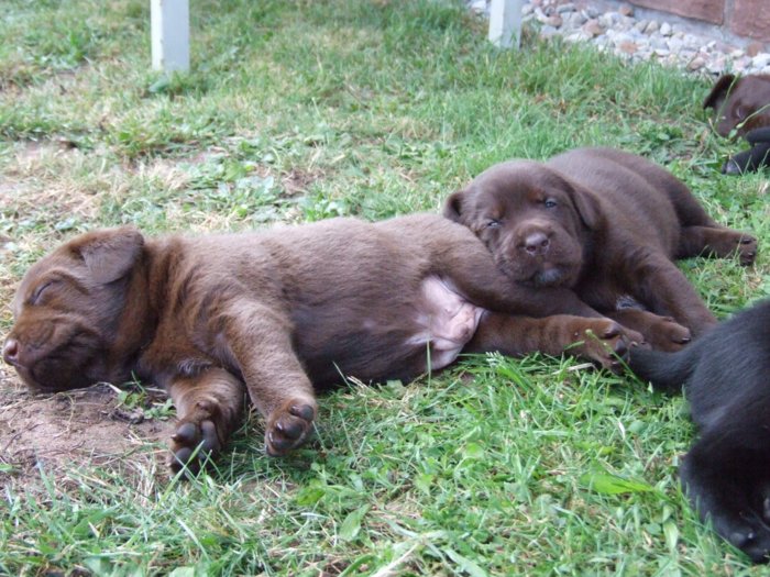 labrador159.jpg