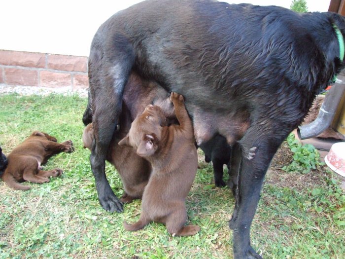 labrador175.jpg