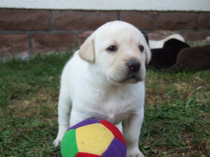 labrador181.jpg