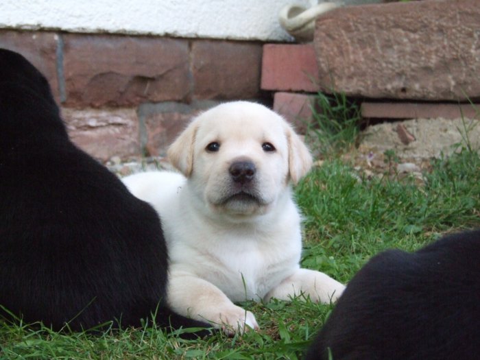 labrador182.jpg