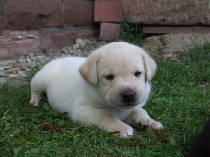 labrador184.jpg