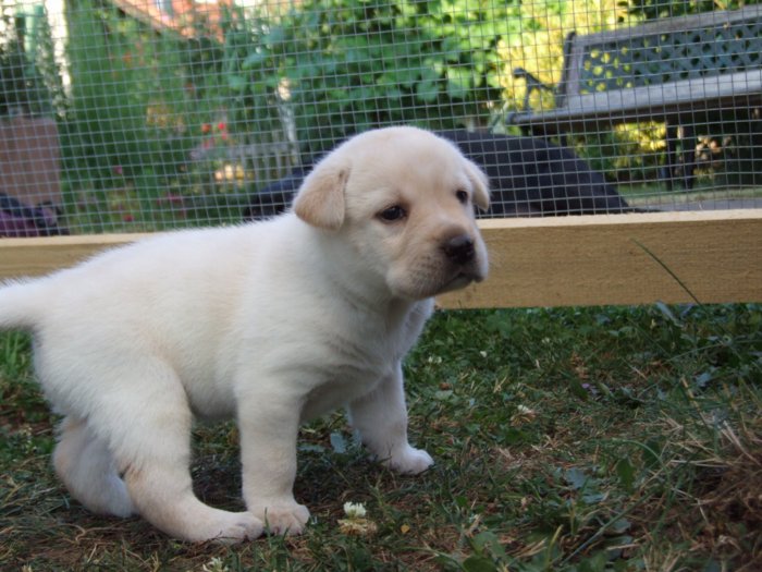 labrador196.jpg