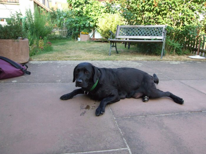 labrador197.jpg