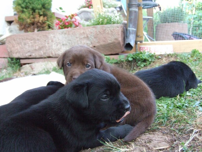 labrador212.jpg