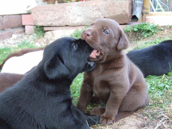 labrador214.jpg