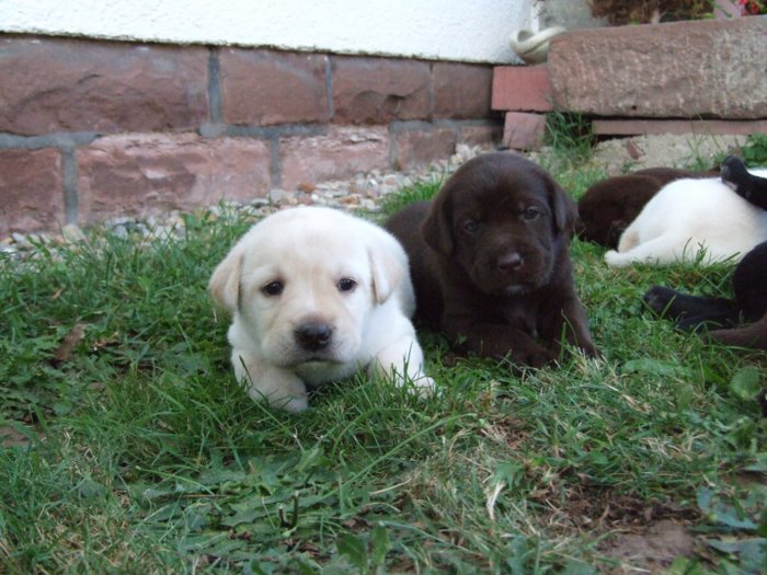 labrador215.jpg