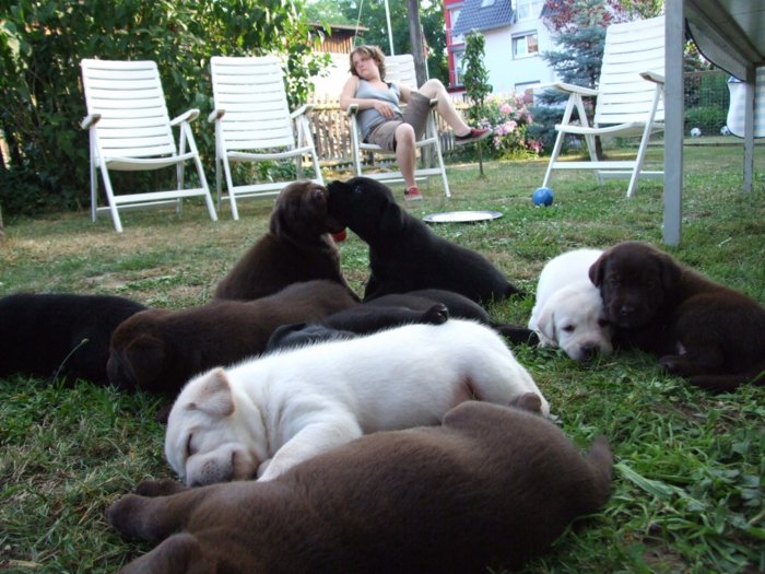 labrador218.jpg