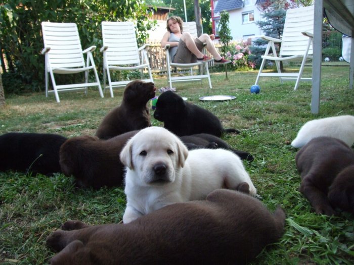 labrador220.jpg