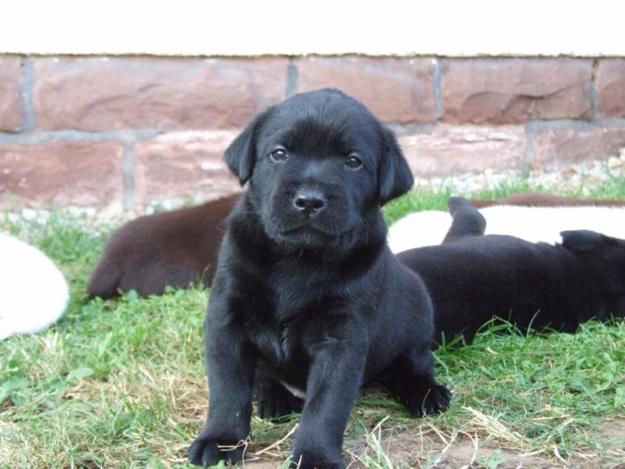 labrador225.jpg