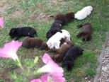 labrador001.jpg