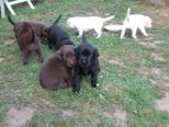 labrador019.jpg