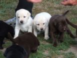 labrador021.jpg