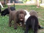 labrador040.jpg