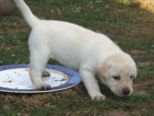 labrador046.jpg