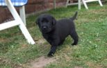 labrador056.jpg