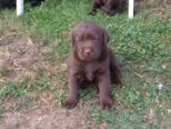 labrador065.jpg