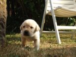 labrador075.jpg