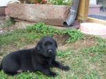 labrador080.jpg